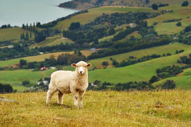Sheep Shearing and Auckland City Highlights Tour with Lunch - Auckland City Highlights: A Viewpoint-First Route That Makes Sense