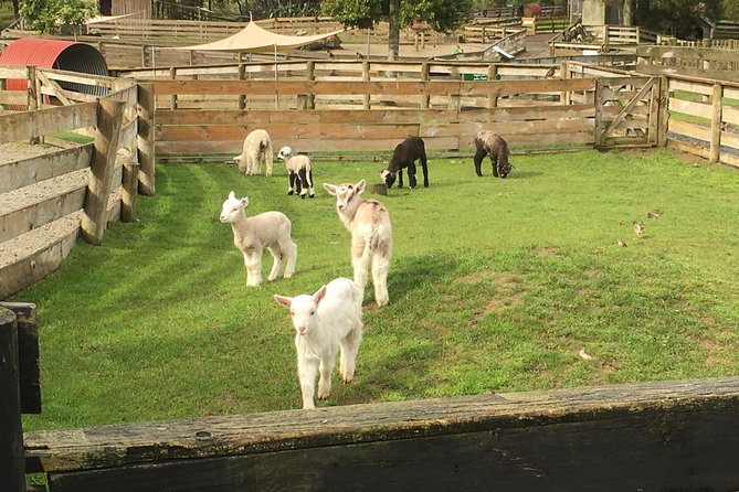 Sheep World Country Tour from Auckland - Key highlights worth getting excited about