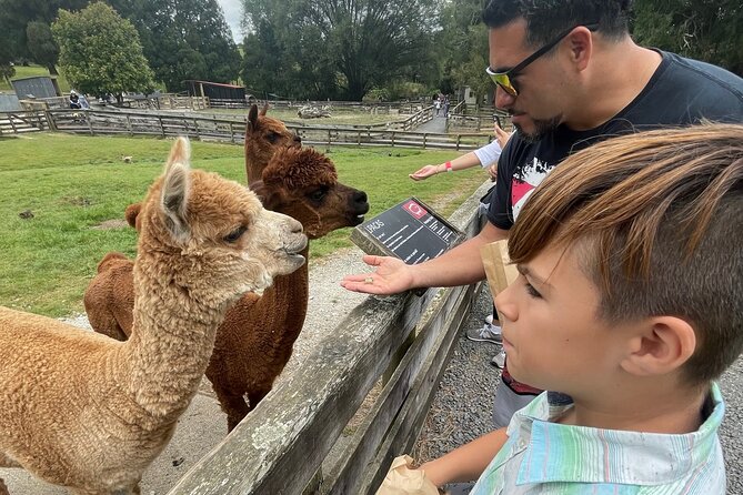Sheep World Country Tour from Auckland - Price and what you actually get for your money