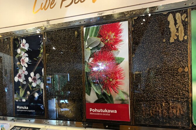 Sheep World Country Tour from Auckland - Stop 1: the Coast-to-Coast drive with beach views, kauri, and honey tastings