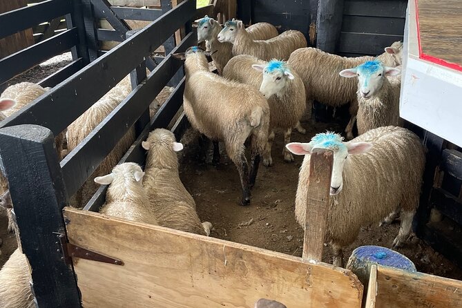 Sheep World Country Tour from Auckland - Warkworth Honey Centre: live bees and manuka honey tasting (in about 15 minutes)