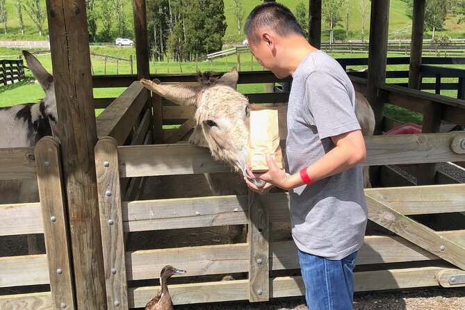 Sheep World Country Tour from Auckland - Sheepworld Farm Park: shearing, sheep dogs, and a farm visit with meaning