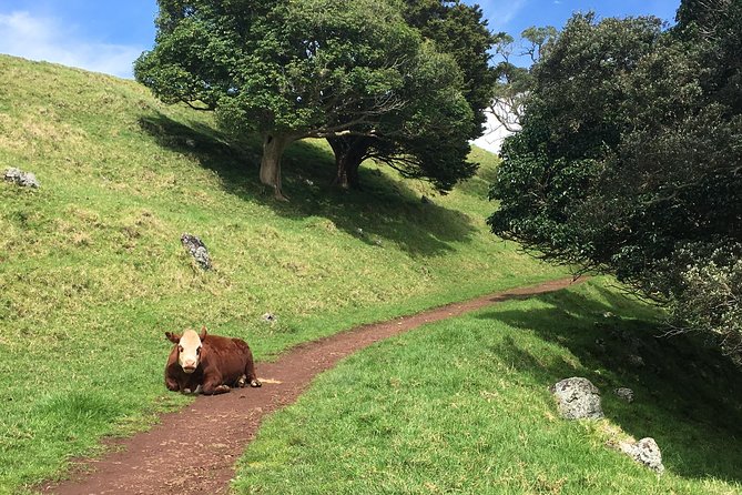 Shore Excursion: Half-Day Auckland Volcanoes Tour - What the guide teaches about the Auckland Volcanic Field