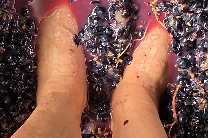 Sip & Savour through Waiheke Island (11 guests max) - Price and what you really get for $185.55