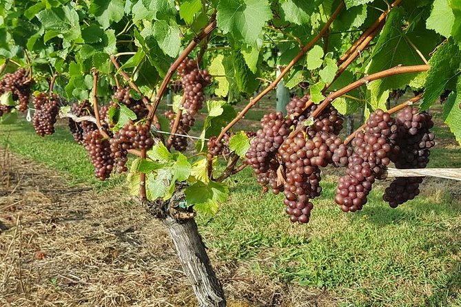 Small-Group Kumeu Wine Country Tour with Wine Tastings & Lunch - Key highlights you’ll feel right away