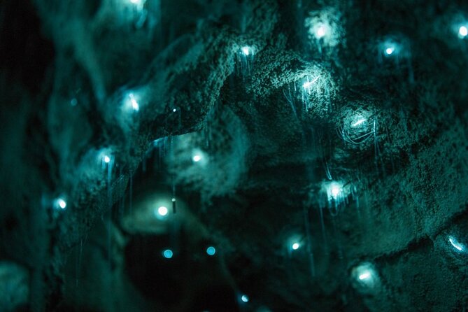 Small Group Waitomo and Rotorua including Te Puia Tour - When a small group of 10 really helps