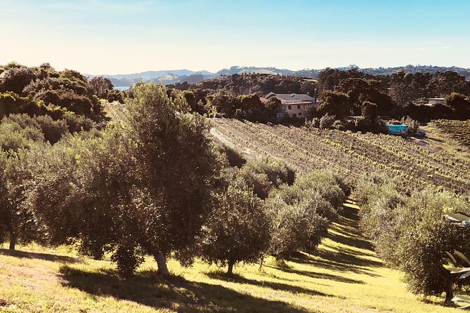 The Boutique Experience: Waiheke Best Cellar Tour (11 guests max) - Casita Miro brings the fun factor (Malbec, focaccia, and food pairings)