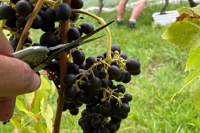 The Boutique Experience: Waiheke Best Cellar Tour (11 guests max) - Price and real value: what you’re paying for on Waiheke