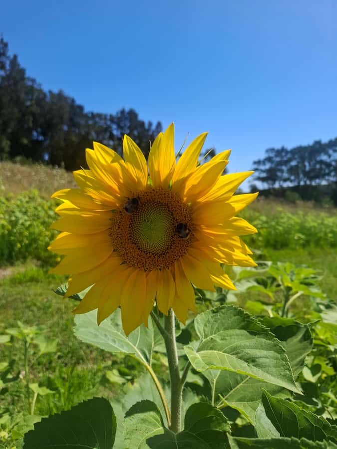 The Boutique Experience: Waiheke Island Best Cellar Tour - Waiheke Between Vineyards: Local Stories and Island-Time Driving