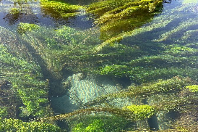TRIPLE DEAL Wai-O-Tapu, Redwood Forest & Blue Springs Ex Auckland - Rotorua’s Whakarewarewa Redwood Forest walk: calm shade after the heat
