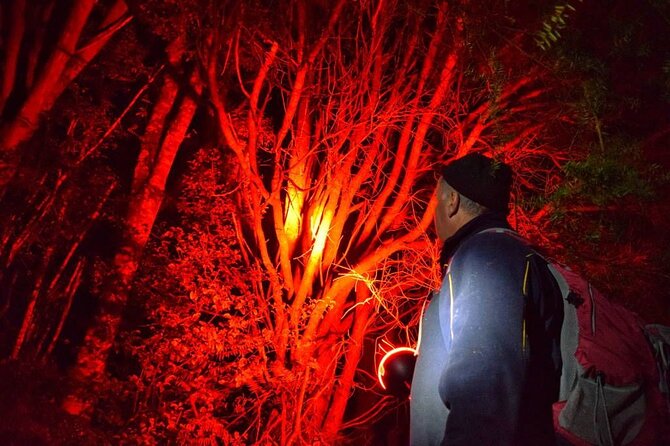 Twilight Wild Kiwi Bird Encounter Private Tour - How the timing works (and why 5:00 pm matters)