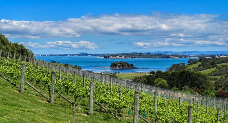 Waiheke Island: Afternoon Wine Tour with Oceanfront Lunch - The island tour component: learn the story behind the scenery