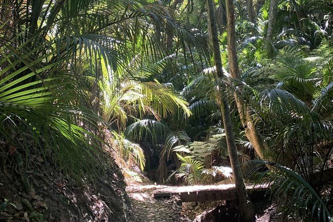 Waiheke Island Bush & Beach Walk - Who this tour fits best on Waiheke