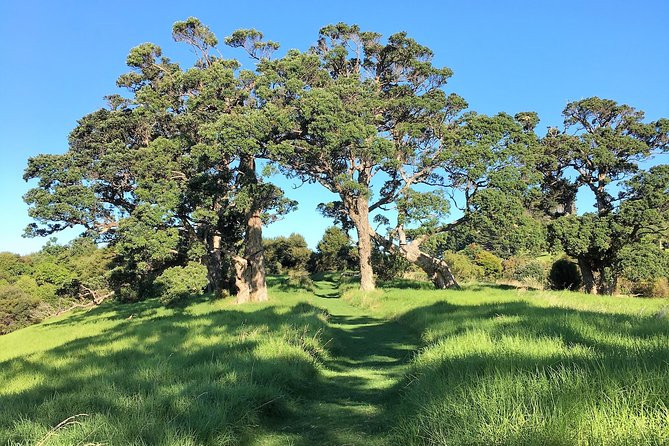 Waiheke Island Bush & Beach Walk - What you actually learn: native flora, fauna, and bird spotting