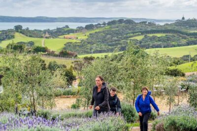 Waiheke Island: Premium Vineyard, Wine Tasting and Bush Walk - Starting From Matiatia: How the Day Actually Gets Going