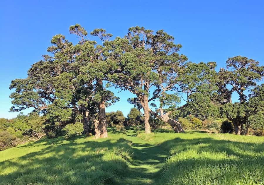 Waiheke Island: Premium Vineyard, Wine Tasting and Bush Walk - The Coffee and Bite Moment: Plan for Your Own Break
