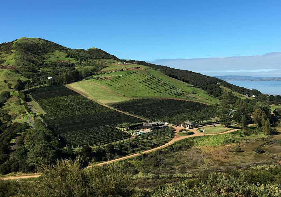 Waiheke Island: Premium Vineyard, Wine Tasting and Bush Walk - Price and What $269 Buys You (Plus the Extras to Budget)