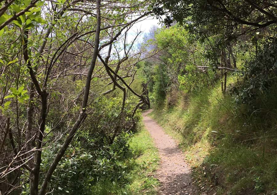 Waiheke Island: Premium Vineyard, Wine Tasting and Bush Walk - Rain or Shine: The Weather Reality on a Walking Tour