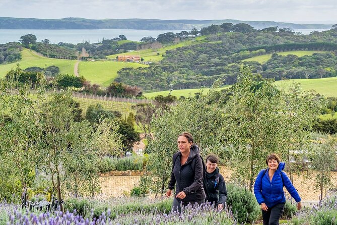 Waiheke Island Private History and Heritage Tour - Price and Logistics: When $465.43 Feels Fair (and When It Doesn’t)