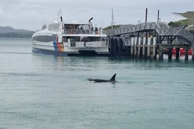Waiheke Island Private Tours - Meet Briar: 20 years of Waiheke plus jazz on the road