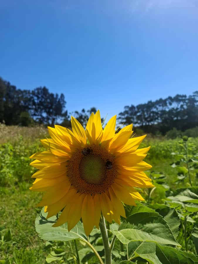 Waiheke Island: Sip and Savor 3 Vineyards Tour with Lunch - Key things I’d circle before you book