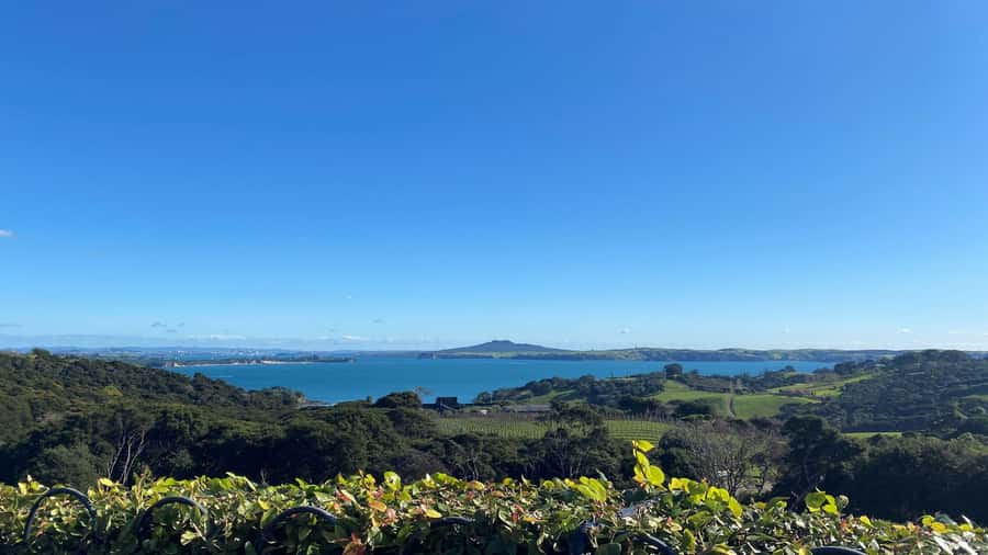 Waiheke Island: The Essence of Waiheke Wine Tour - Waiheke at wine-speed: why this loop works