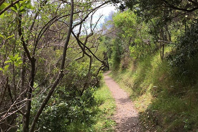 Waiheke Island Vineyards and Bush Walk - Waiheke by foot: why this beats a quick winery drive