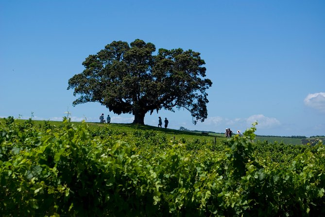 Waiheke island Wine Tours - PREMIUM wine tasting MAX 11 clients ! - Price and value: $155.14 makes sense if you count the extras