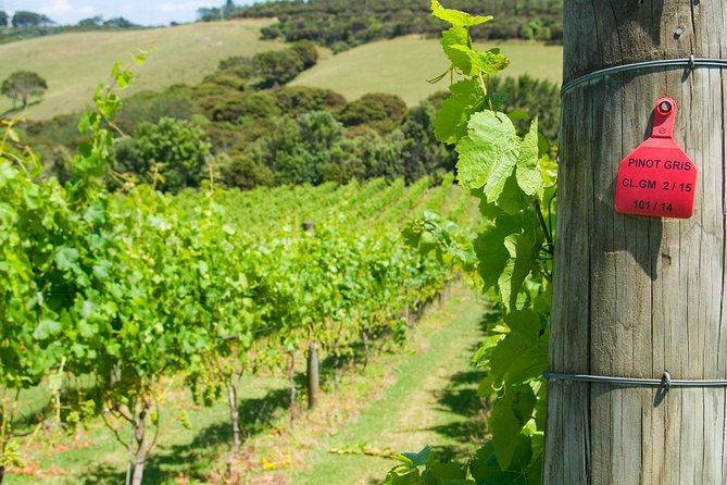 Waiheke island Wine Tours - PREMIUM wine tasting MAX 11 clients ! - Weather and pacing: how to make the day feel good