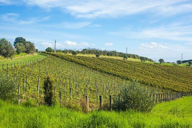 Waiheke island wine tours with Waitiki Tours - The real value: what the guide adds (and why the small group matters)