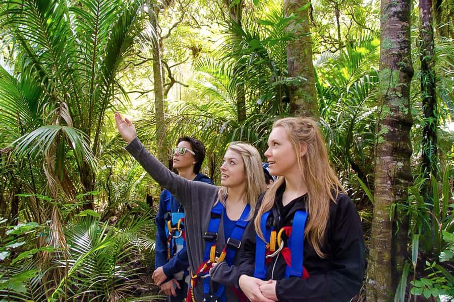 Waiheke Island: Zipline and Native Forest Adventure Trip - Gear-up and the dual-zip experience that changes the vibe