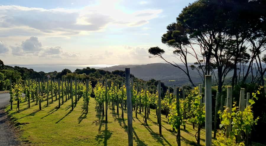 Waiheke: Scenic Taste and Graze Tour with Wine, Whisky, Beer - Rangihoua Estate: a guided food tasting to close the loop