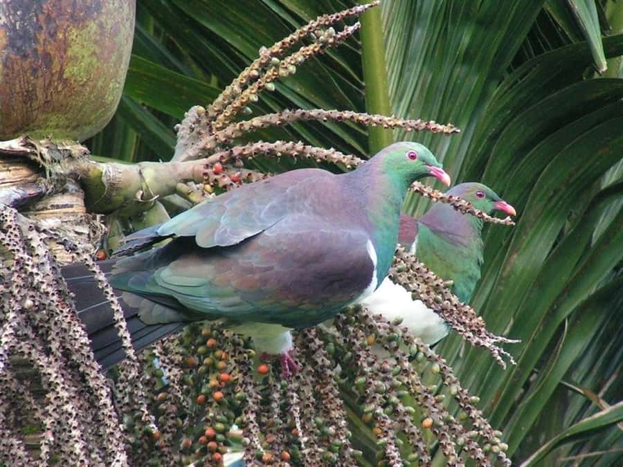 Waitakere Ranges Wilderness Experience Tour from Auckland - The Rainforest Walk: Kauri, Tree Ferns, and Birdsong on Easy Tracks
