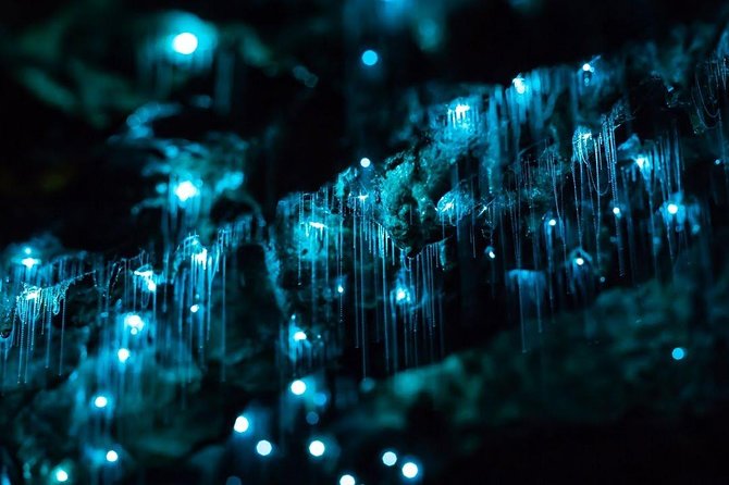 Waitomo Caves Private Tour from Auckland - Entering The Glowworm Grotto: What the 45-Minute Cave Tour Gives You