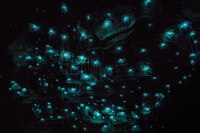 Waitomo Glow Worm Caves & Te Puia (Rotorua) Private Tour - Waitomo Glow Worm Caves: walking glowworms and a river boat ride