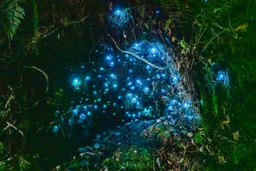 Waitomo: Glowworm Caves Guided Tour by Boat - Waitomo Glowworm Caves by boat: the 1-hour flow that works