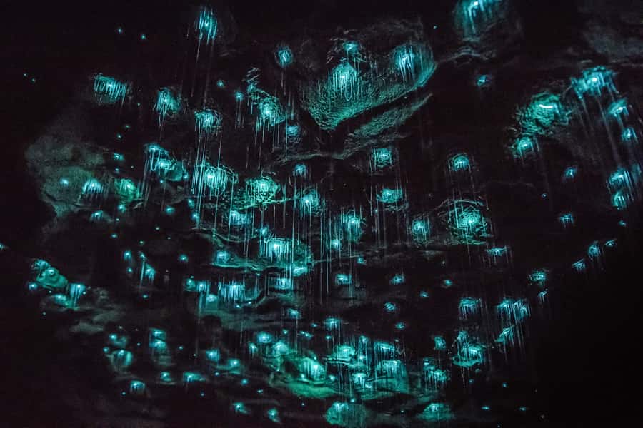 Waitomo: Glowworm Caves Guided Tour by Boat - Who should book this Waitomo Glowworm Caves boat tour