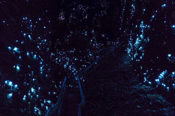 Waitomo Glowworm Caves In a Private Small Group Tour-Auckland. - Auckland to Waitomo in a private car: what the day feels like