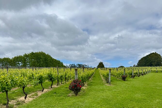 Wineries / Brewery - Stop 2: Kumeu River Wines for boutique-style tasting time